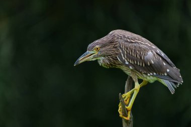 Genç Siyah Taç Giyen Gece Balıkçıl (Nycticorax nycticorax) karanlık bir arka planla küçük bir gölde takılıyor.    
