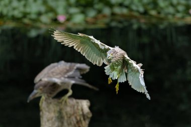 Genç Siyah Taç Giyen Gece Balıkçıl (Nycticorax nycticorax) karanlık bir arka planla küçük bir gölde takılıyor.    