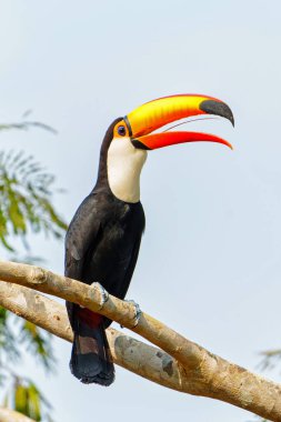 Toco tukan (Ramphastos toco), Brezilya 'da Pantanal' ın kuzey kesiminde yiyecek arayan, yaygın tukan ya da dev tukan olarak da bilinen bir toco tukandır.