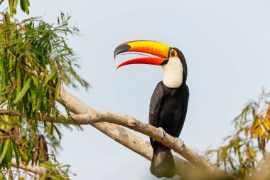 Toco tukan (Ramphastos toco), Brezilya 'da Pantanal' ın kuzey kesiminde yiyecek arayan, yaygın tukan ya da dev tukan olarak da bilinen bir toco tukandır.
