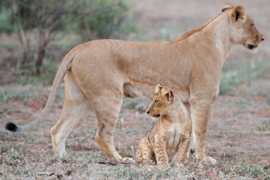 Aslan ve yavruları Botsvana 'daki Tuli Bloğunda Mashatu Oyun Koruması' nda takılıyorlar.