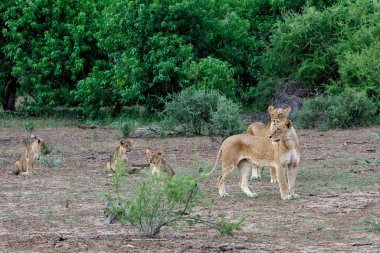 Aslan ve yavruları Botsvana 'daki Tuli Bloğunda Mashatu Oyun Koruması' nda takılıyorlar.