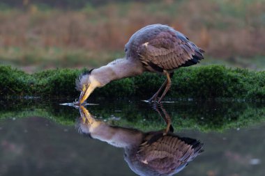 Hollanda 'da kış mevsiminde ormandaki bir gölde balıkçılık yapan gri balıkçıl (Ardea cinerea). 