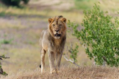 Aslan (Panthera leo) Botswana 'daki Tuli Bloğunda Mashatu Oyun Alanı' nda erkek avı