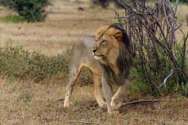 Aslan (Panthera leo) Botswana 'daki Tuli Bloğunda Mashatu Oyun Alanı' nda erkek avı