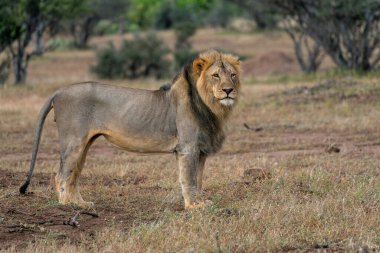 Aslan (Panthera leo) Botswana 'daki Tuli Bloğunda Mashatu Oyun Alanı' nda erkek avı
