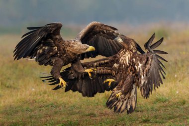 Kartal savaşı. Beyaz kuyruklu kartallar (Haliaeetus albicilla) Polonya ormanlarındaki bir tarlada yiyecek için savaşıyorlar.. 