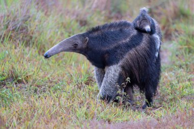 Giant Anteater, Myrmecophaga tridactyla, walking with a baby on her back on an open grassland in the North Pantanal in Brazil. 