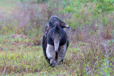 Giant Anteater, Myrmecophaga tridactyla, walking with a baby on her back on an open grassland in the North Pantanal in Brazil.  clipart