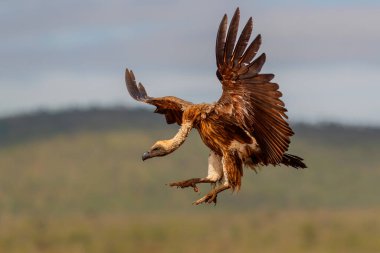 White backed vulture (Gyps africanus) flying before landing in Zimanga Game Reserve in Kwa Zulu Natal in South Africa clipart