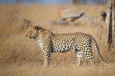 Leopard male walking in a game reserve in the Greater Kruger Region in South Africa