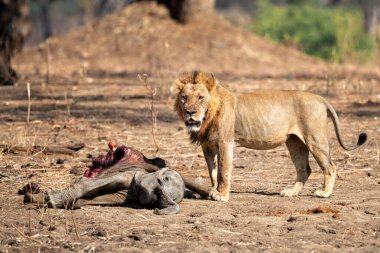 Afrika Aslanı (Panthera leo) erkeği Mana Havuz Ulusal Parkı, Zimbabwe 'de bir Afrika Filinden (Loxodonta africana) buzağı öldürüyor.