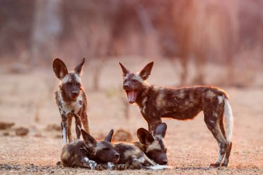 Afrika vahşi köpek yavruları güneş doğarken Zimbabwe 'deki Mana Havuz Ulusal Parkı' nda uyanıyor.