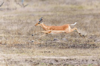  Impala - Young male running in the Kruger National Park in South Africa                             