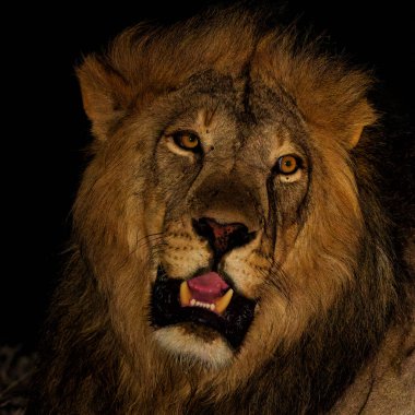 Portrait of a Lion (Panthera leo) male in a Mashatu Game Reserve in the Tuli Block in Botswana