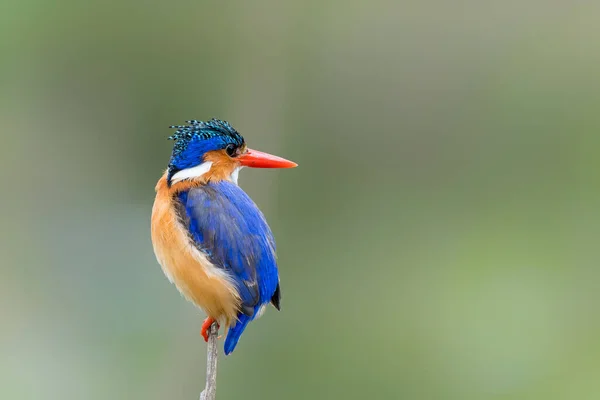 stock image Malachite kingfisher (Corythornis cristatus) fishes from a reed near Olifants River in Kruger National Park in South Africa. Green blurry background.                               