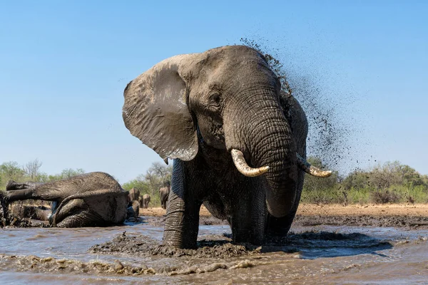Beber Elefantes Bañarse Pozo Agua Reserva Caza Mashatu Tuli Block — Foto de Stock