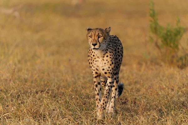 Cheetah Acinonyx Jubatus Caminhando Procurando Por Presas Luz Dourada Final — Fotografia de Stock