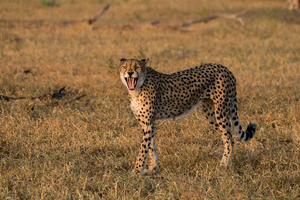 Cheetah Acinonyx Jubatus 歩いて ボツワナのトゥリブロックにあるマシャツゲームリザーブの午後遅くの黄金の光の中で獲物を探します — ストック写真