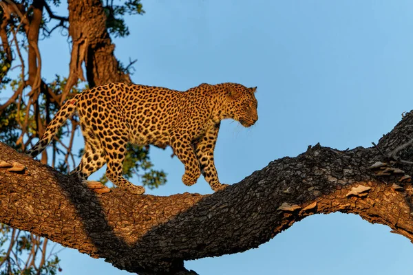 Leopard Panthera Pardus Stojící Stromě Zlatém Světle Pozdního Odpoledne Rezervaci — Stock fotografie