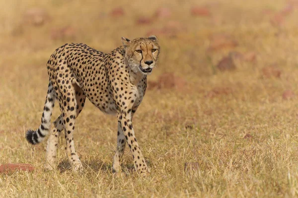 Cheetah Acinonyx Jubatus Berjalan Dan Mencari Mangsa Dalam Cahaya Emas — Stok Foto