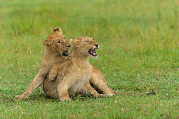非洲狮子 Panthera Leo 战斗和玩耍 清晨在博茨瓦纳奥卡万戈三角洲玩耍的小狮子 — 图库照片