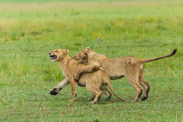 Африканський Лев Panthera Leo Бореться Грає Молоді Леви Грають Зранку — стокове фото
