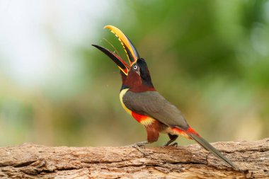 Brezilya 'nın Pantanal bölgesinde kestane kulaklı aracari (Pteroglossus castanotis) yemek yiyor