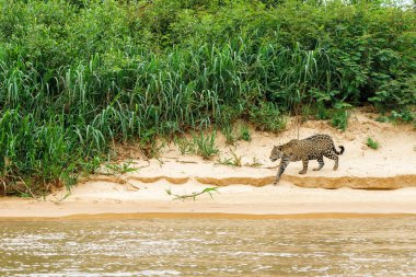 Jaguar (Panthera onca) hunting in the Northern Pantanal in Mata Grosso in Brazil clipart