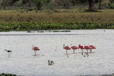 Brezilya 'daki Kuzey Pantanal' da gül kaşık faturası (Platalea ajajaja) yürüyor