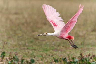 Brezilya 'da Kuzey Pantanal' da uçan gül kaşığı (Platalea ajaja).