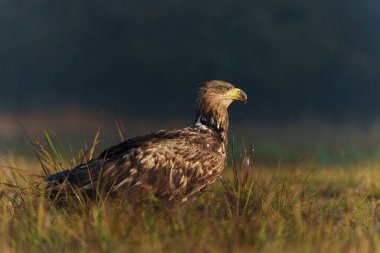 Beyaz kuyruklu kartallar (Haliaeetus albicilla) sabahın erken saatlerinde Polonya ormanlarındaki bir tarlada yiyecek arıyorlar..