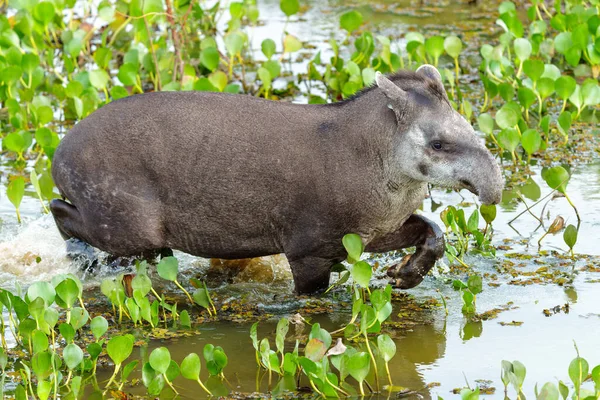 Tapir Agua Tapie Sudamericano Tapirus Terrestris También Llamado Tapir Brasileño —  Fotos de Stock
