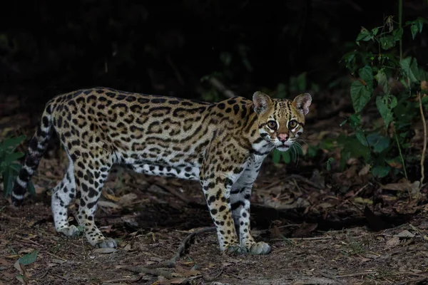 Ocelot Leopardus Pardalis Searching Food Night Forest North Pantanal Brazil — Stock Photo, Image