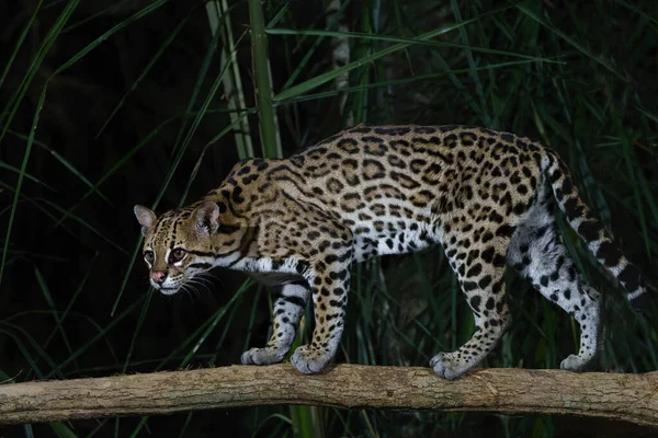Ozelot Leopardus Pardalis Auf Nahrungssuche Der Nacht Wald Des Nordpantanal — Stockfoto