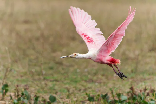 Roseate Spoonbill Platalea Ajaja Terbang Pantanal Utara Brazil — Stok Foto