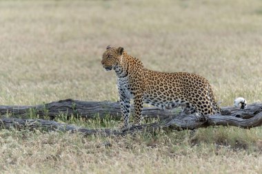 Leopard (Panthera Pardus) hunting aroud a dry riverbed in Mashatu Game Reserve in the Tuli Block in Botswana