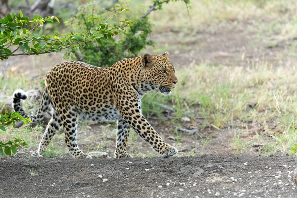 Leopárd Panthera Pardus Vadászat Körül Egy Száraz Folyómeder Mashatu Game — Stock Fotó