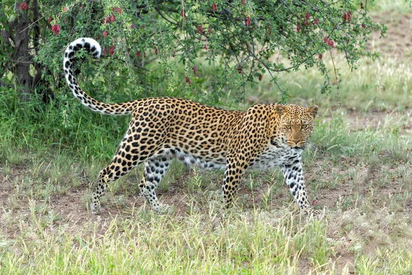 Leopard Panthera Pardus Hunting Aroud Dry Riverbed Mashatu Game Reserve — Stock Photo, Image