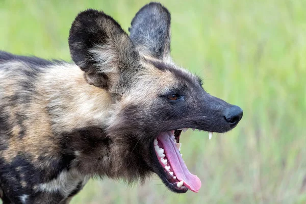 African Wild Dog Etsii Ruokaa Pelaa Juoksee Krugerin Kansallispuistossa Etelä — kuvapankkivalokuva