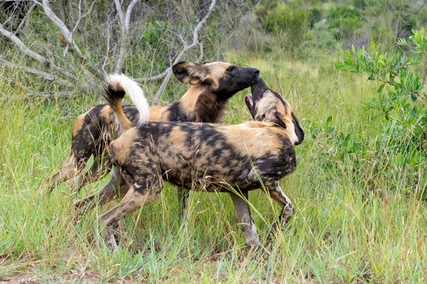 Cão Selvagem Africano Busca Comida Brincando Correndo Parque Nacional Kruger — Fotografia de Stock