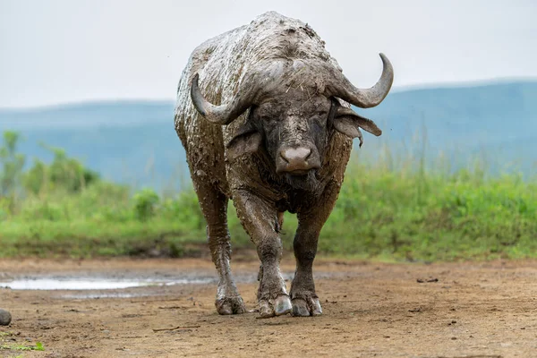 Old Affrican Buffalo Syncerus Caffer Bull Walking Mud Bath Hluhluwe — Stock Photo, Image