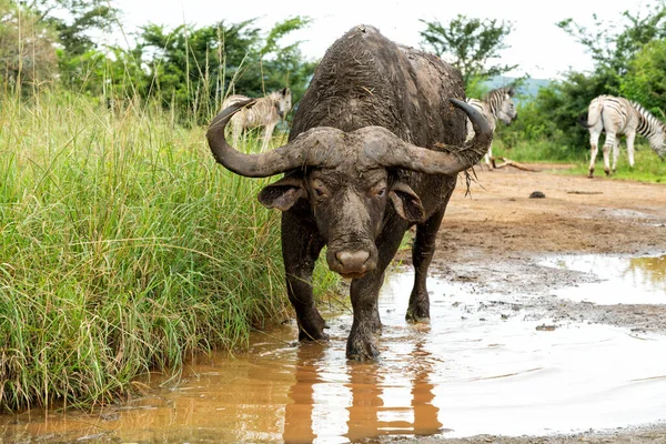 Old Affrican Buffalo Syncerus Caffer Bull Walking Mud Bath Hluhluwe — Stok Foto