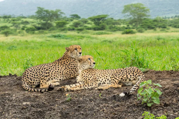 Cheetah Acinonyx Jubatus Broers Zoek Naar Prooi Mkuze Falls Game — Stockfoto