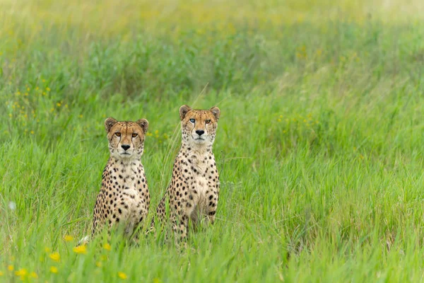 Frères Cheetah Acinonyx Jubatus Recherche Proies Dans Réserve Chasse Mkuze — Photo
