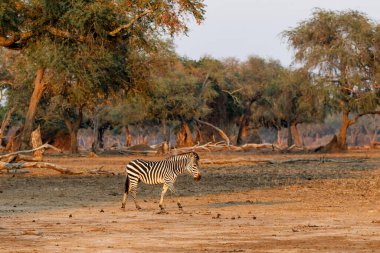 Zebra, Zimbabwe 'de kurak mevsimde Mana Havuz Milli Parkı' nda