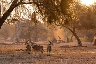 Güney Afrika antilobu ya da Zimbabwe 'deki Mana Havuzları Ulusal Parkı' nda gün batımında arka ışığı olan antilop olarak da bilinir.