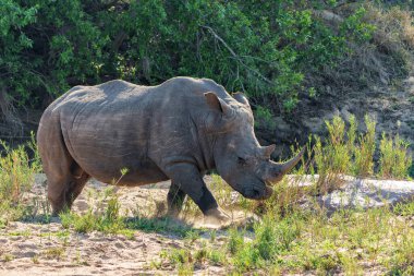 Güney Afrika 'daki Büyük Kruger Bölgesi' nin bir parçası olan oyun rezervindeki Beyaz Gergedan boğası.
