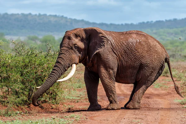Szoros Találkozás Egy Elefántbikával Aki Dél Afrikában Sétál Egy Vadrezervátumban — Stock Fotó