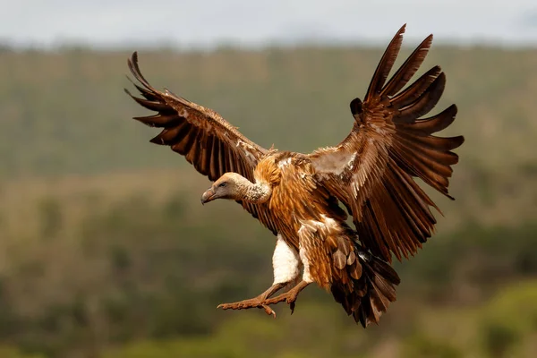 White Backed Vulture Gyps Africanus Létání Těsně Před Přistáním Zimanga — Stock fotografie